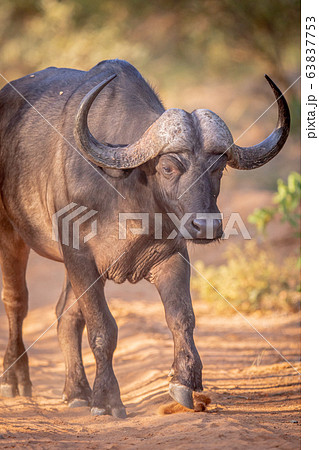 African buffalo walking towards the camera. 63837753