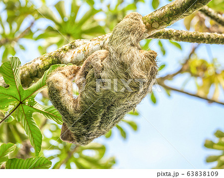 A brown throated 3 toed sloth hanging i a tree with a Baby in Costa Rice Rainforest national park 63838109