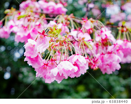 近江神宮の桜　春  雨模様 63838440