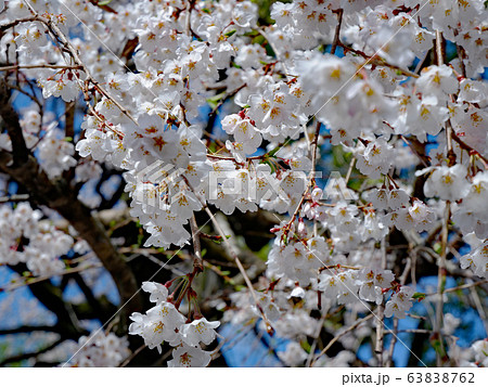 近江神宮の枝垂れ桜 近江神宮の枝垂れ桜 63838762