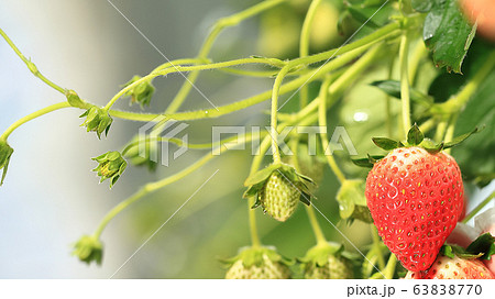 いちご いちご狩り イメージ いちご いちご狩り イメージ 63838770