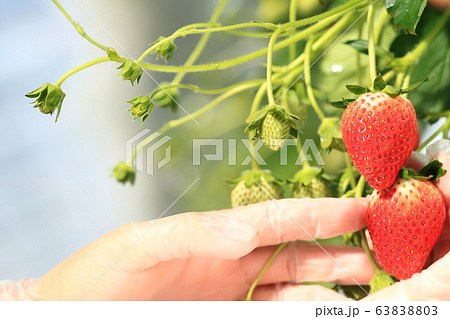 いちご いちご狩り イメージ 63838803
