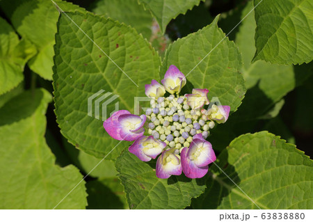 ガクアジサイの花の蕾の写真素材 6380