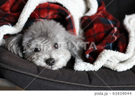 トイプードルの表情 63839044