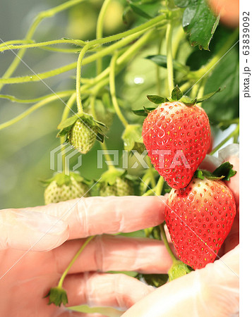 いちご いちご狩り イメージ いちご いちご狩り イメージ 63839092