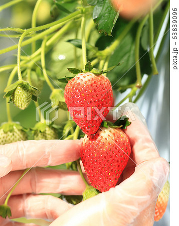 いちご いちご狩り イメージ いちご いちご狩り イメージ 63839096
