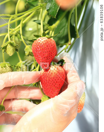 いちご いちご狩り イメージ いちご いちご狩り イメージ 63839106
