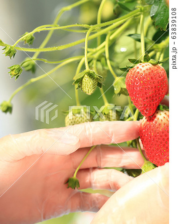 いちご いちご狩り イメージ いちご いちご狩り イメージ 63839108