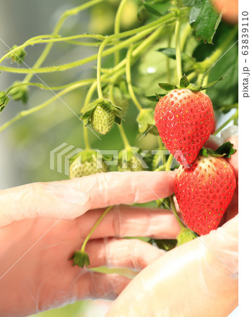 いちご いちご狩り イメージ いちご いちご狩り イメージ 63839110