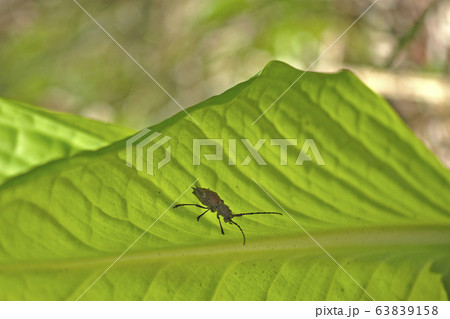 コブヤハズカミキリ 63839158