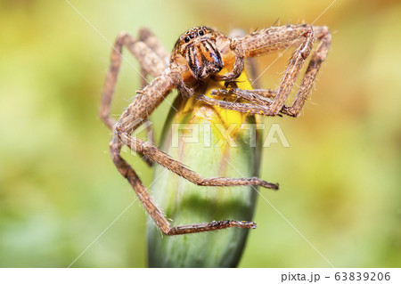Huntsman Spider Huntsman Spider 63839206
