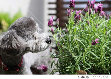 ラベンダーの花の香りを嗅ぐトイプードルの写真素材