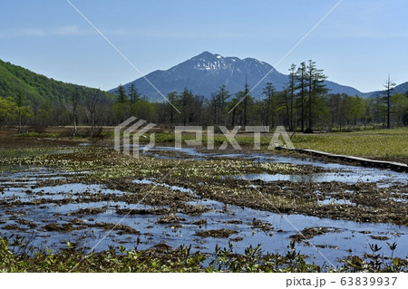 ミズバショウ咲く尾瀬ヶ原と燧ヶ岳 63839937