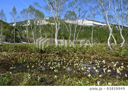 ミズバショウ咲く尾瀬ヶ原と至仏山 63839949
