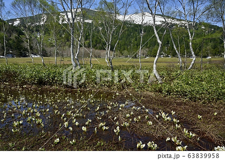 ミズバショウ咲く尾瀬ヶ原と至仏山 ミズバショウ咲く尾瀬ヶ原と至仏山 63839958