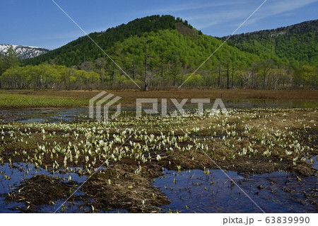 ミズバショウ咲く尾瀬ヶ原と取り巻く山々 63839990