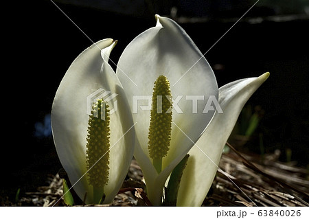 ミズバショウ咲く尾瀬ヶ原 63840026