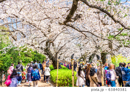 東京　千鳥ヶ淵の桜 63840381