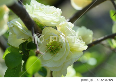 ボケ（金鵄殿） 63840769