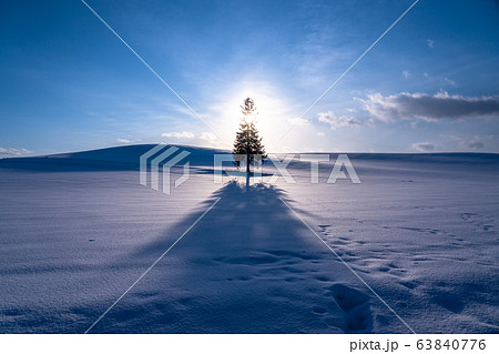 北海道 クリスマスツリーの木 美瑛の丘の写真素材