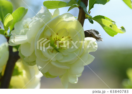 ボケ（金鵄殿） 63840783