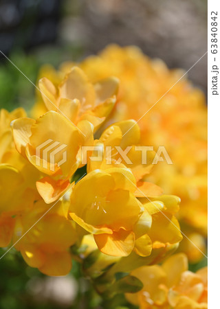 フリージア 63840842