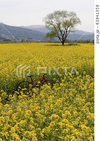 菜の花畑と赤い自転車 63841359