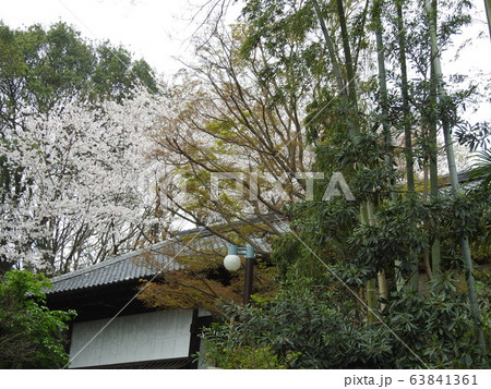 桜と竹林！。。落ち着く風景！。。（笑い）。。穏やかデス！！！。。 63841361
