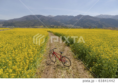菜の花畑と赤い自転車 菜の花畑と赤い自転車 63841442