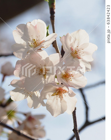 春イメージ(桜の花) 春イメージ(桜の花) 63842423