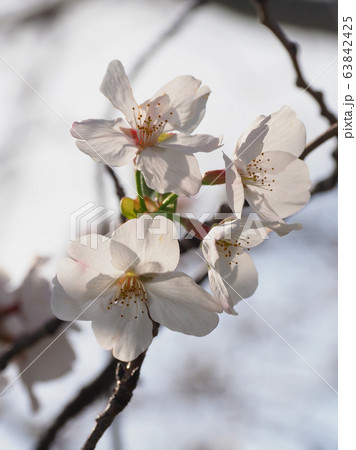 春イメージ(桜の花) 春イメージ(桜の花) 63842425