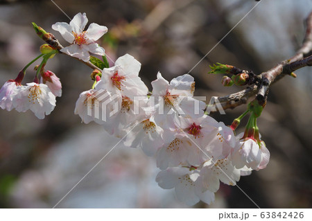 春イメージ(桜の花) 春イメージ(桜の花) 63842426