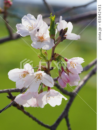 春イメージ（桜の花） 63842431
