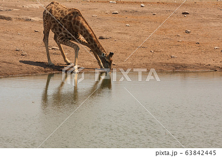 Giraffe 63842445