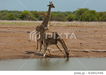 Herd of giraffes 63842446