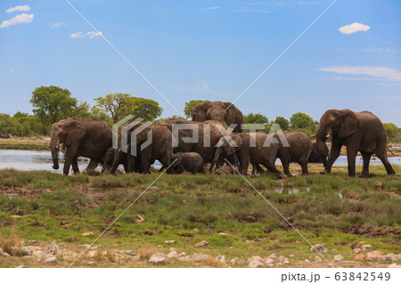 Herd of elephants 63842549