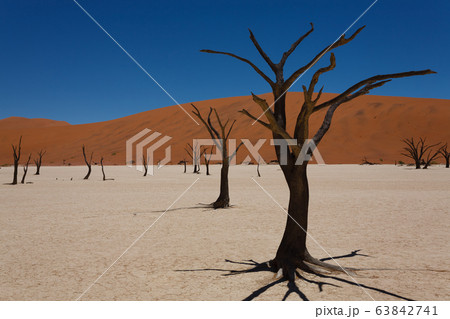 Dead Vlei 63842741