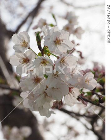 春イメージ(桜の花) 春イメージ(桜の花) 63842792
