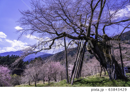 （山梨県南部町）本郷の千年桜 63843429