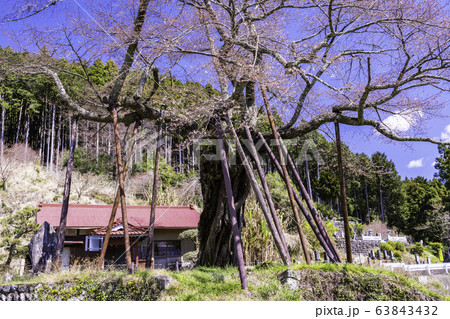 （山梨県南部町）本郷の千年桜 63843432