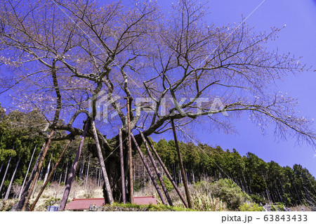 (山梨県南部町)本郷の千年桜 (山梨県南部町)本郷の千年桜 63843433