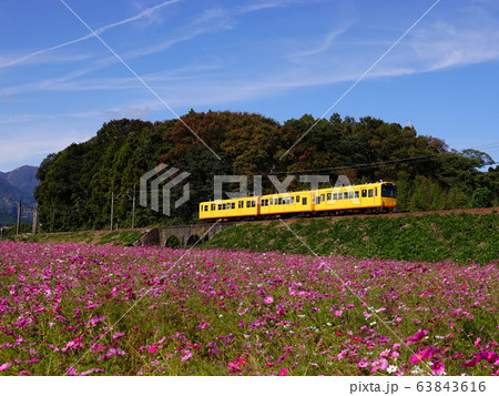 コスモス畑と三岐鉄道北勢線の列車風景 63843616