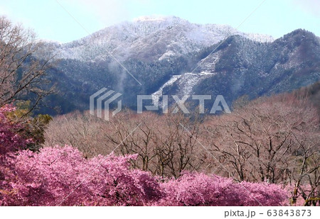 桜と残雪 63843873