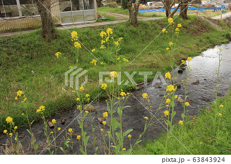 小川沿いに自生するカラシナの花 63843924