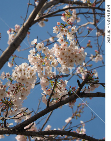 春イメージ（桜の花） 63843984