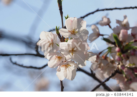 春イメージ(桜の花) 春イメージ(桜の花) 63844341