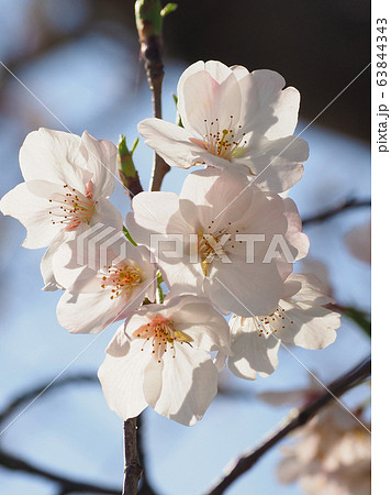 春イメージ(桜の花) 春イメージ(桜の花) 63844343