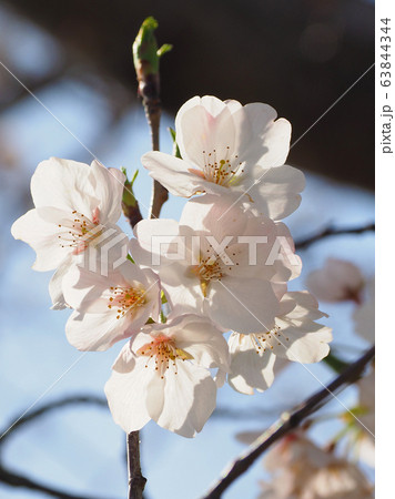 春イメージ(桜の花) 春イメージ(桜の花) 63844344