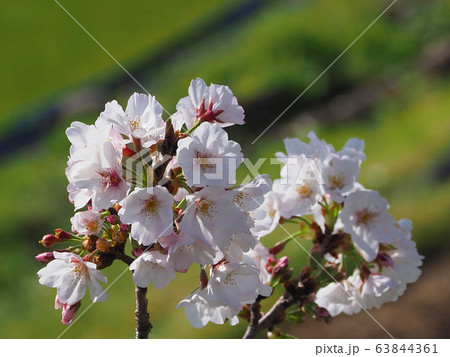 春イメージ（桜の花） 63844361
