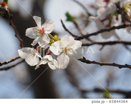 春イメージ（桜の花） 63844364